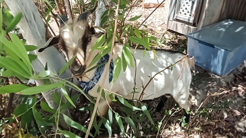 A goat with a blue scarf stand in a bush.