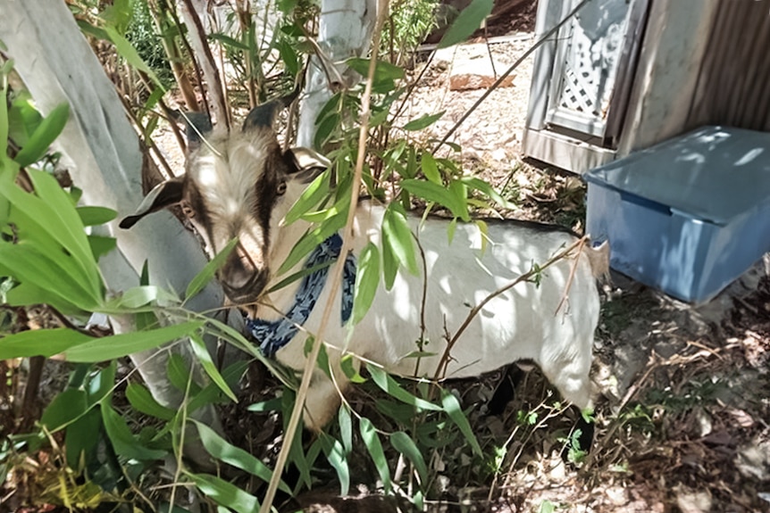 A goat with a blue scarf stand in a bush.