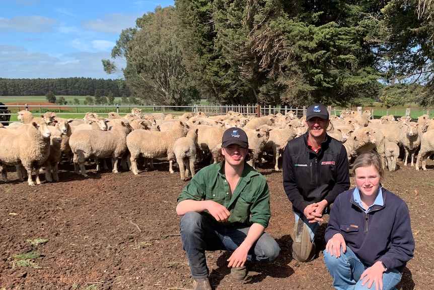 Two men and a woman in a paddock with sheep.