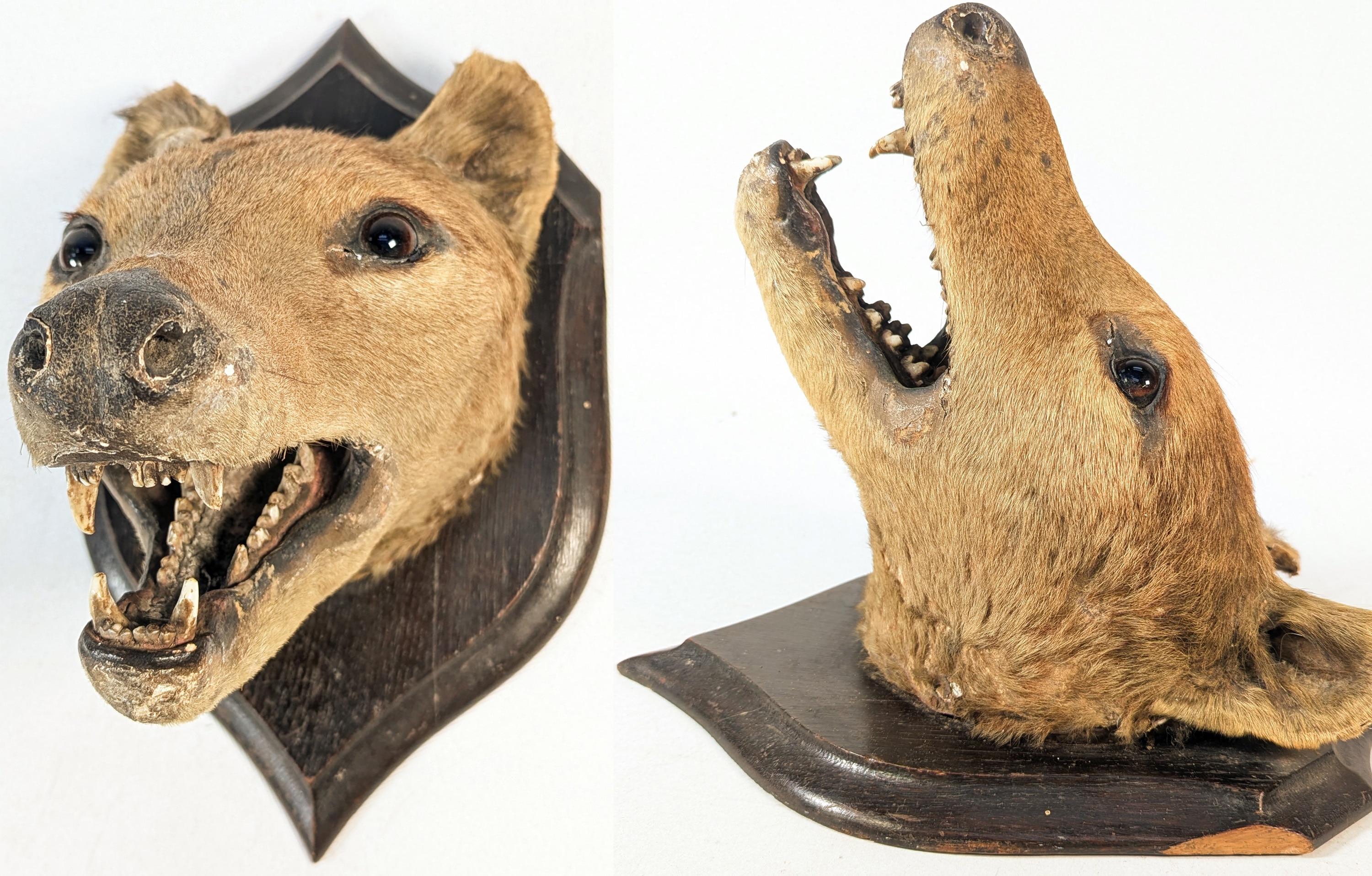 A side-by-side of two views of a thylacine head mounted on a wooden board.