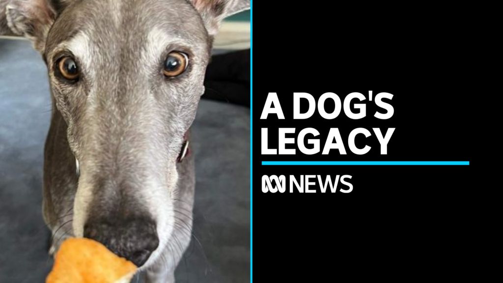 Fundraiser for ex-racing dog raises more than $100,000 - ABC News