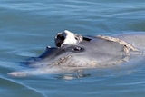 A close up of dolphin swimming in the ocean with part of its face missing and a visible shark bite mark.