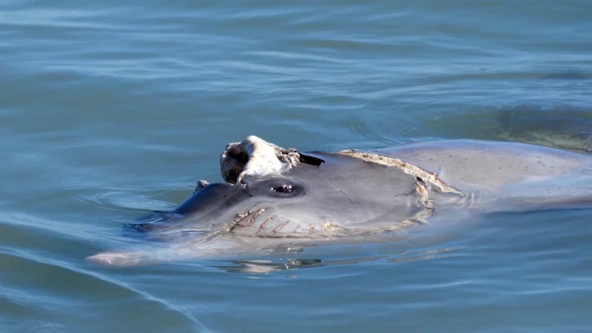 A close up of dolphin swimming in the ocean with part of its face missing and a visible shark bite mark.