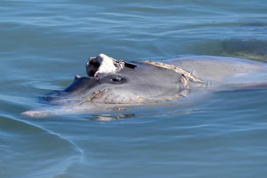 A close up of dolphin swimming in the ocean with part of its face missing and a visible shark bite mark.