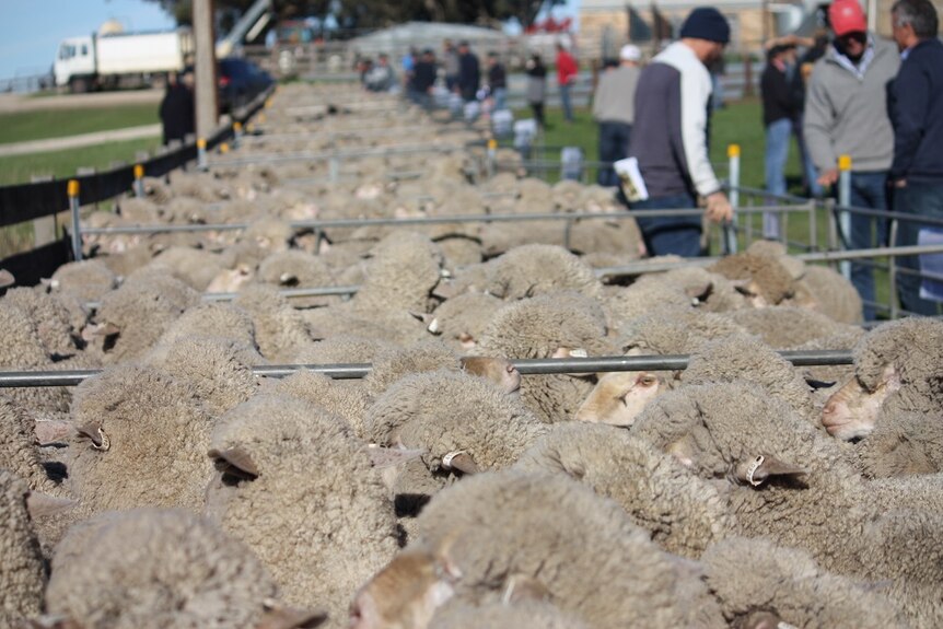 Sheep in pens being assessed by onlookers.