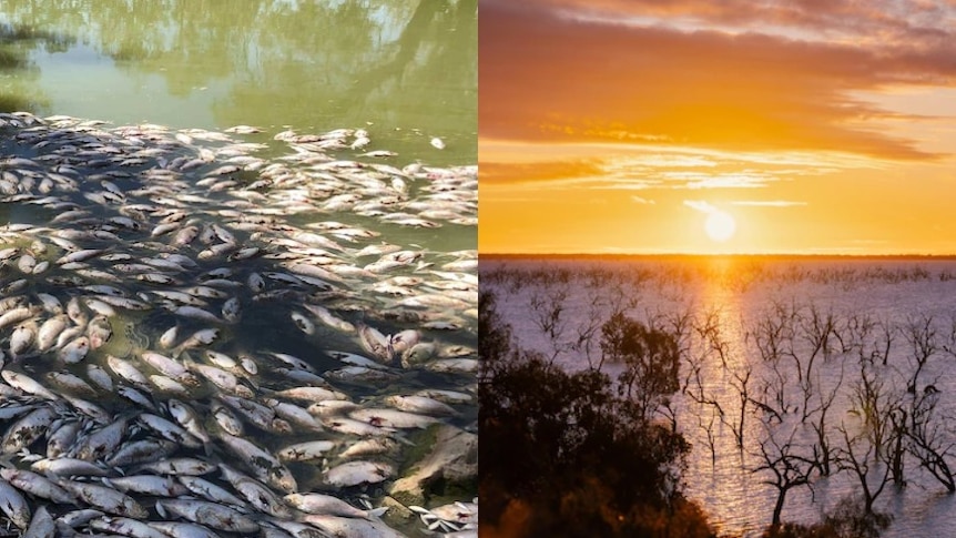 A composite image of dead fish on the surface of green water in 2019 and a sunrise over Lake Pamamaroo this year.