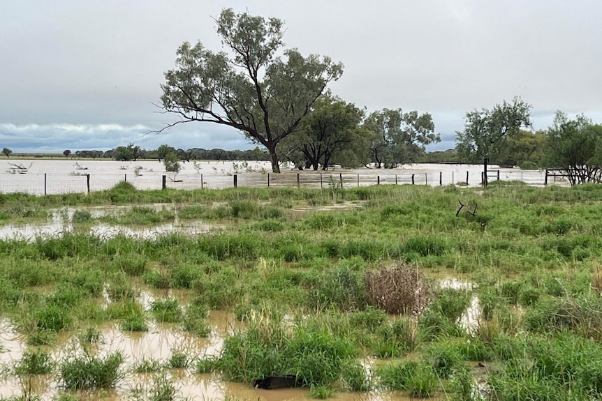 Brown floodwaters in a paddock with patches of green grass, with a fence line and trees in the background.
