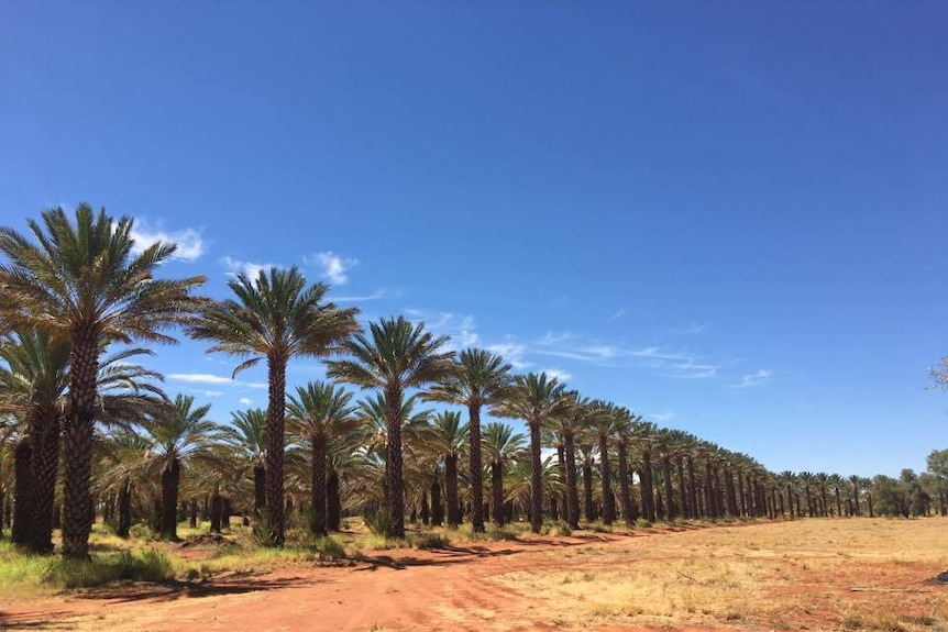 Date palms at the Tamara Cooperative near Alice Springs