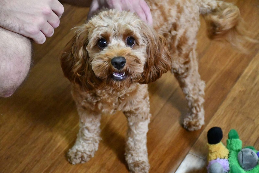 A puppy standing on the floor of a house