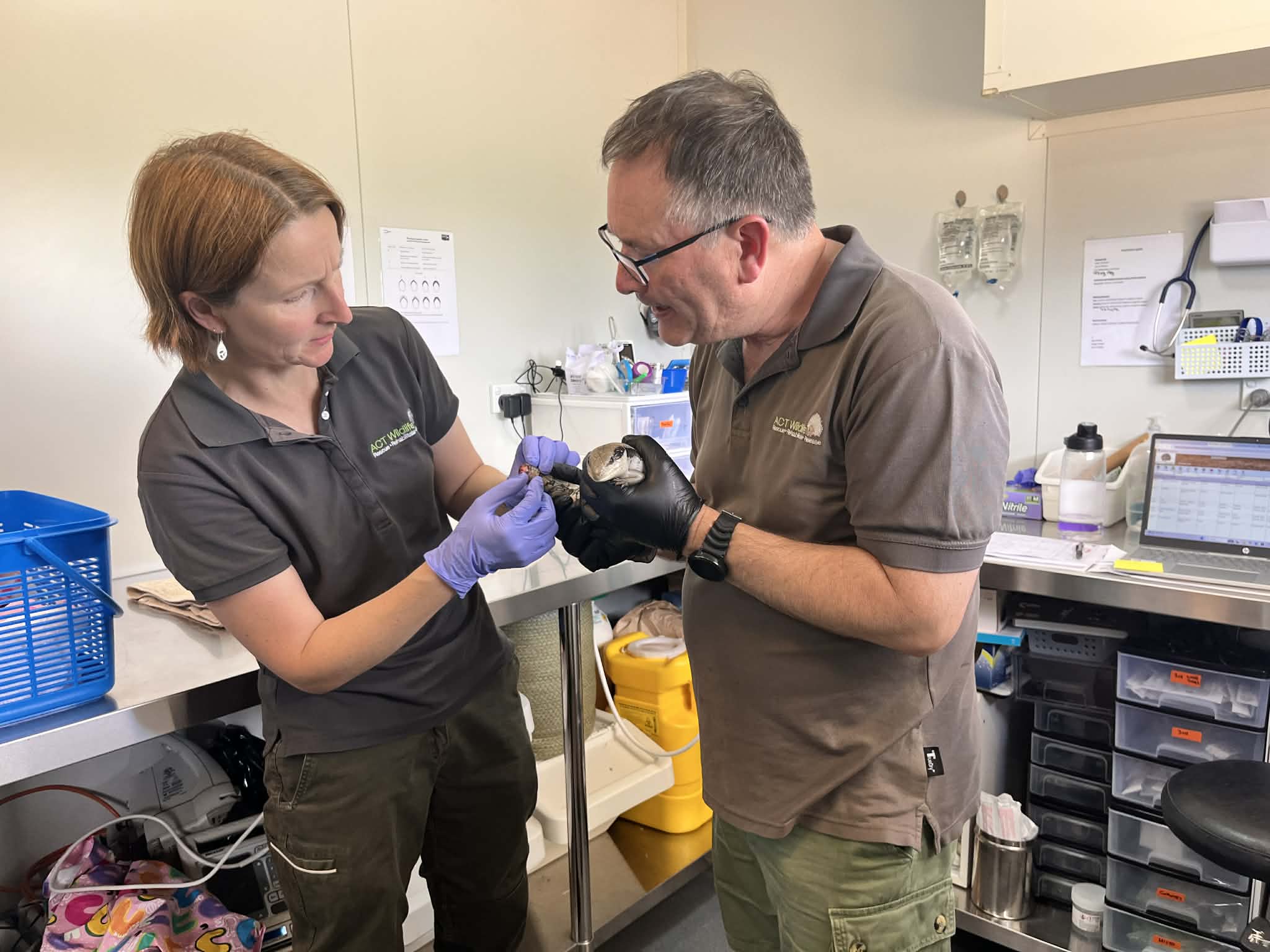 Um homem e uma mulher estão num espaço clínico e olham para um pequeno animal.