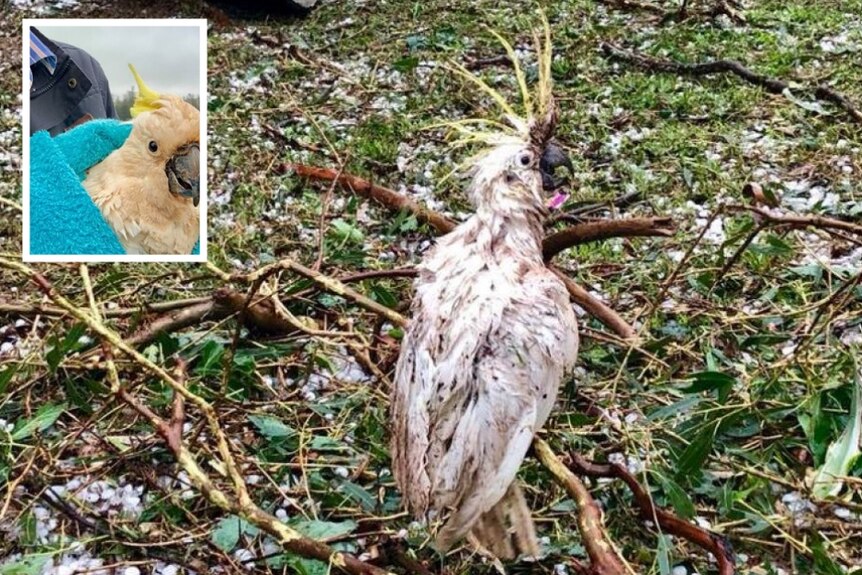 A cockatoo looking worse for wear standing among storm debris and, insert, after being rescued and cleaned up