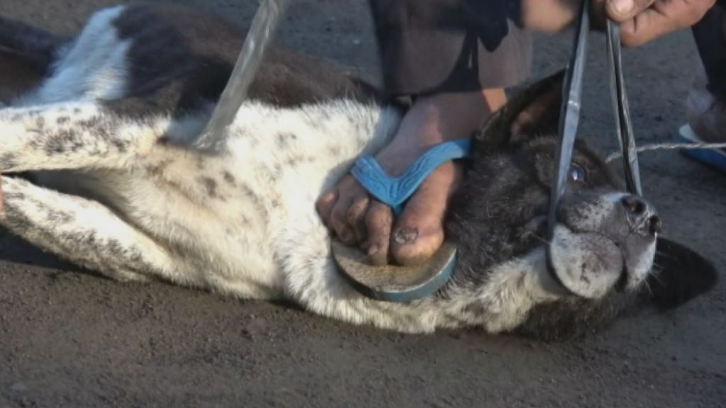 Evidence shows dogs in Bali are being brutally killed and the meat sold to  unsuspecting tourists - ABC News