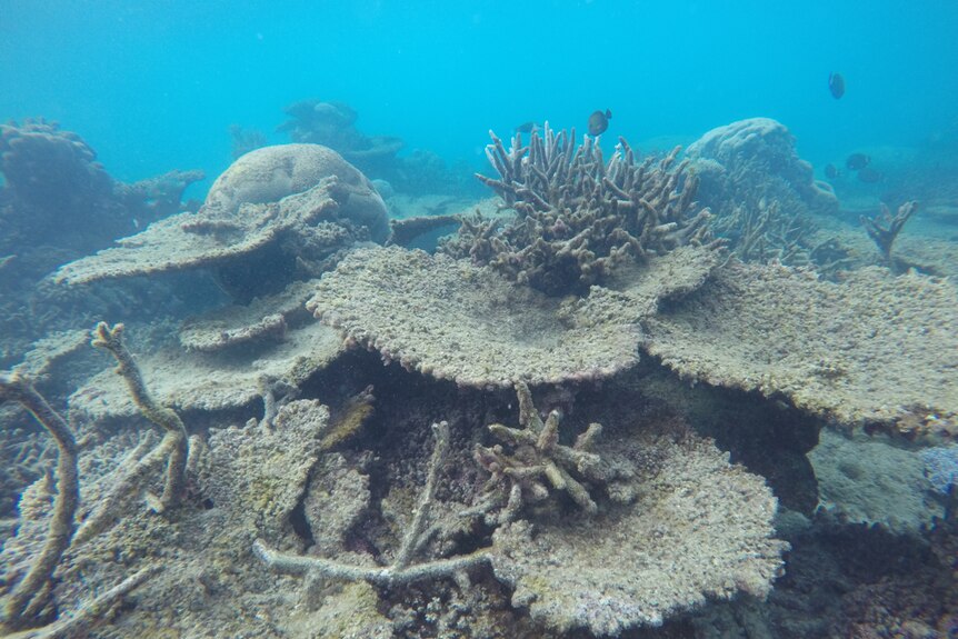Dead corals on the Great Barrier Reef.