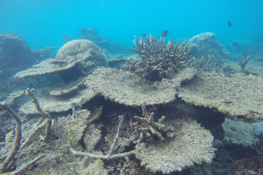 A close up of bleached corals in murky water.