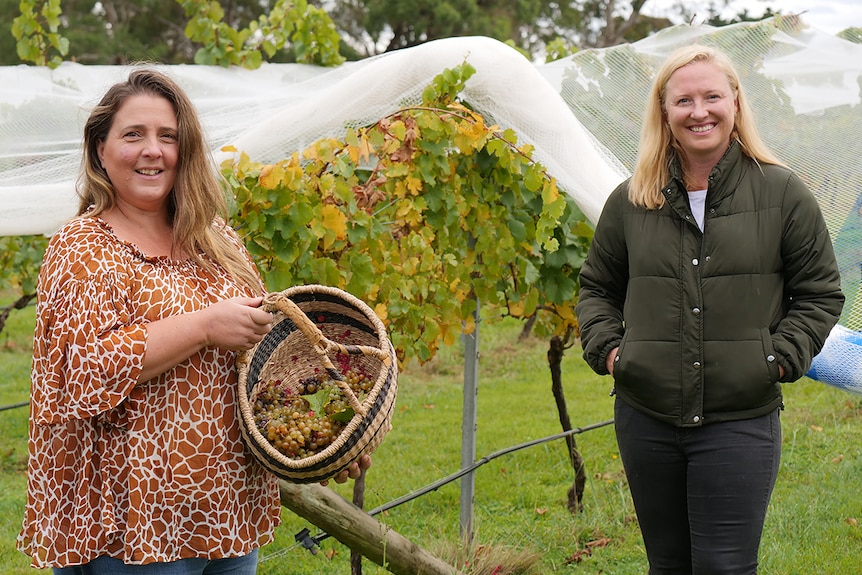 Natalie Tindale holds a basket of grapes while Kristy Bell smiles at the camera in front of a grape vine.