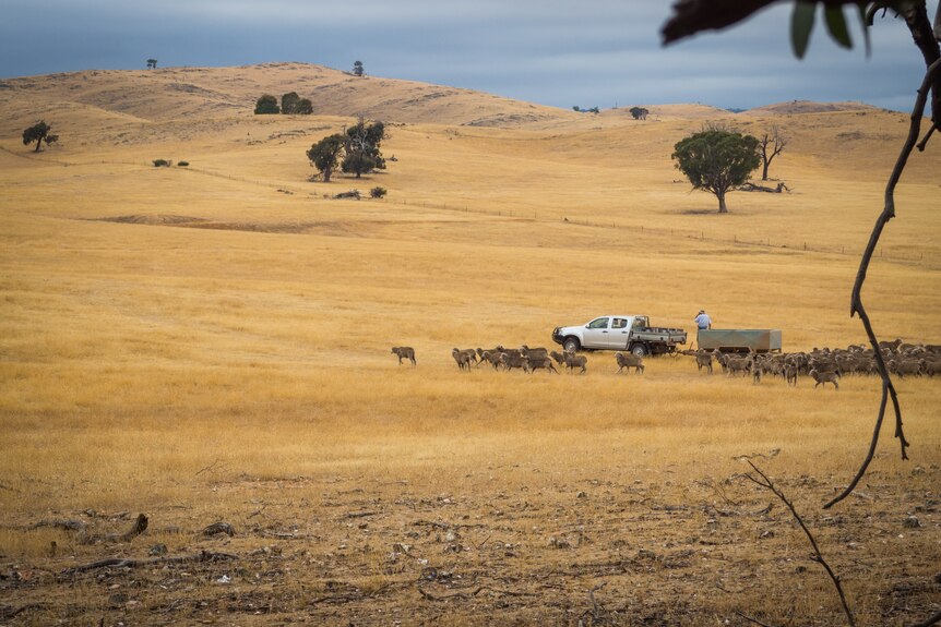 A ute with sheep in a rural paddock
