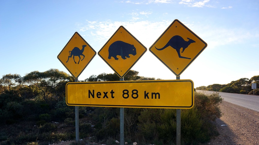 A road sign warning of camels, wombats and kangaroos