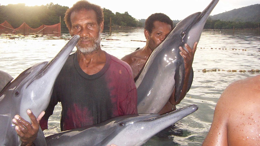 Dolphin hunting has a long history in South Malaita, Solomon Islands