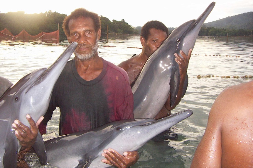Dolphin hunting has a long history in South Malaita, Solomon Islands