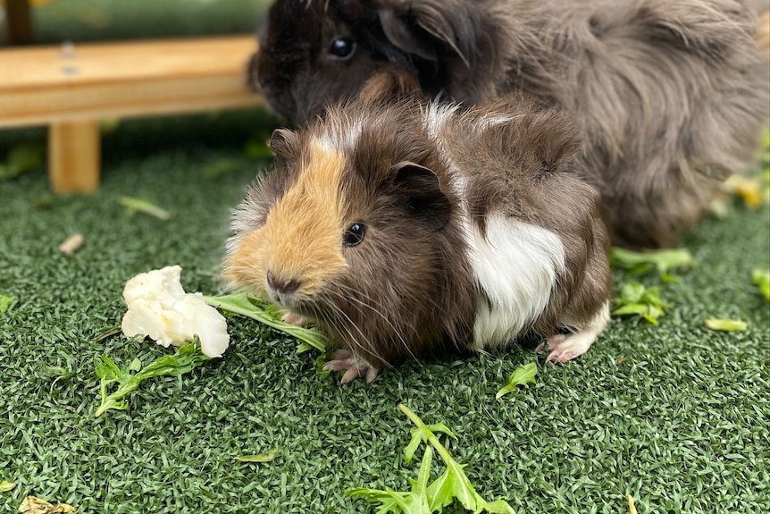 Two guinea pigs surrounded by pieces of lettuce