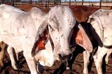 Stock in a cattleyard at Gipsy Plains