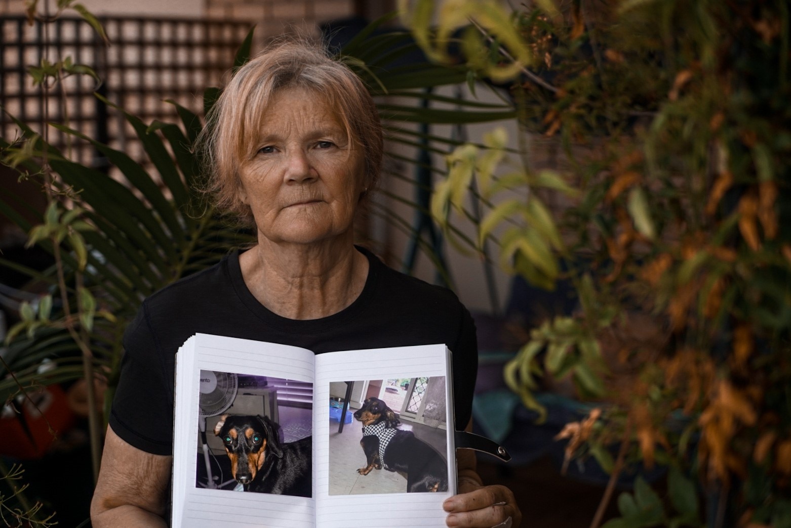 Albany Dog Attack Leaves Grandmother Hospitalised, Without 'soulmate ...