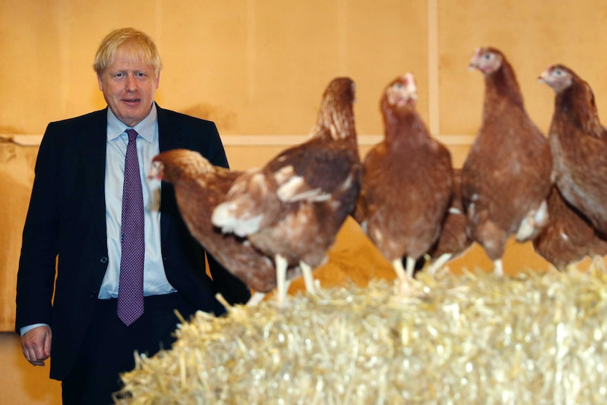 Boris Johnson stands behind a series of chickens at a farm in Wales.