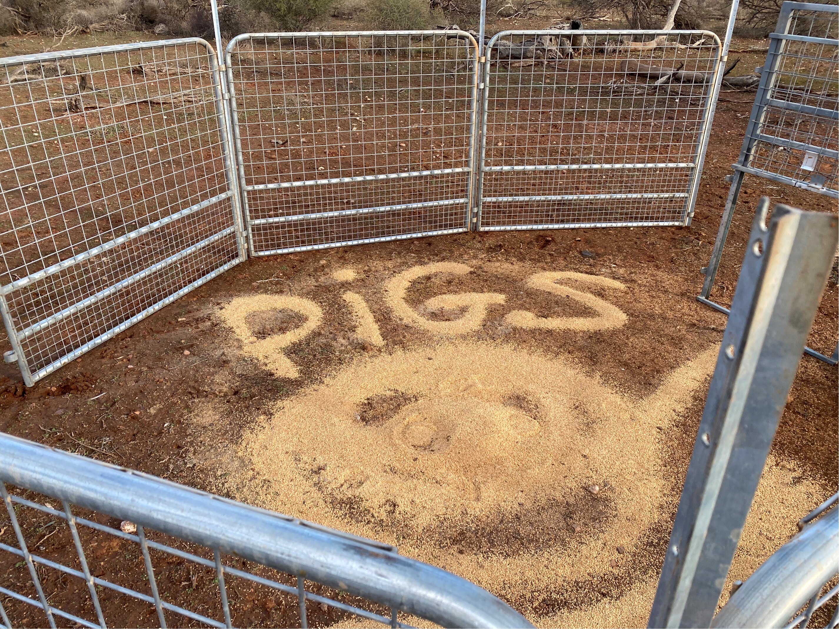 Grain spread across the ground, with the word 'pigs' written in grain.