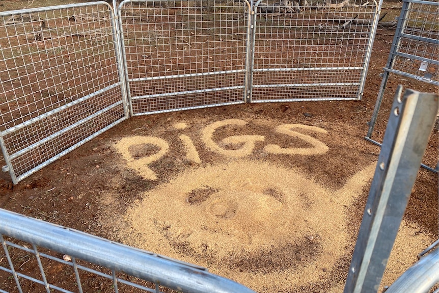 Grain spread across the ground, with the word 'pigs' written in grain.