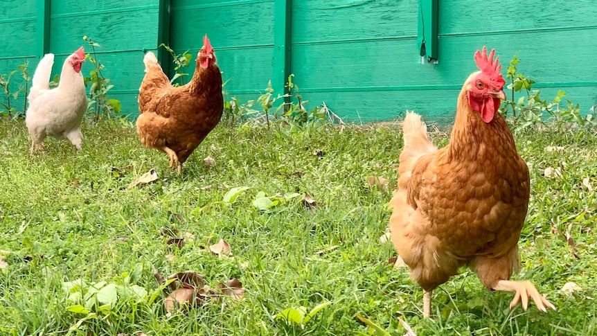 Three chickens walking through grass with green fence in background.