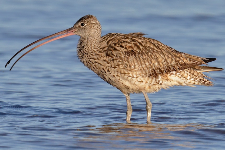 An Eastern curlew in the water at Oyster Point in Moreton Bay at Cleveland, east of Brisbane.