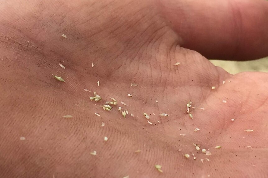 Tiny grains of Teff in a farmers hand