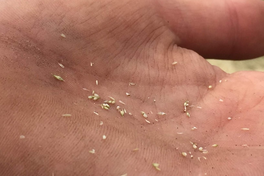 Tiny grains of Teff in a farmers hand