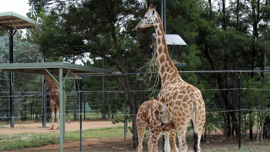 Giraffe feeds from mother giraffe.