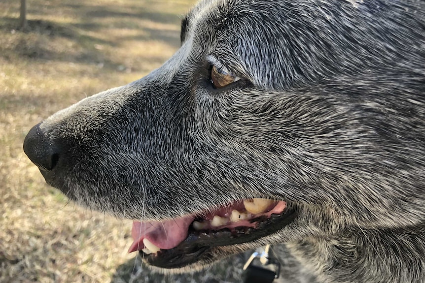 A close-up photograph of a stumpy-tailed heeler.