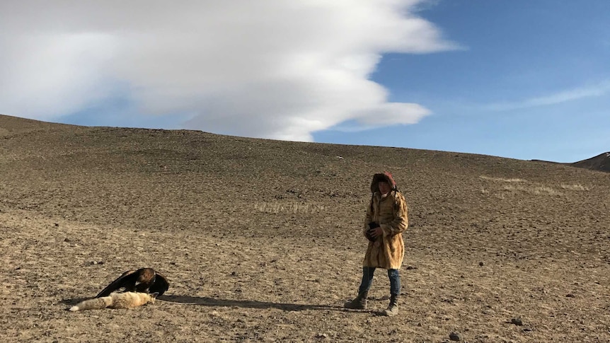 Mongolian eagle hunters use the bird to hunt down animals such as foxes.