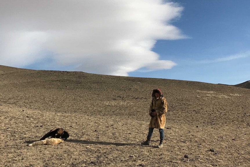 Mongolian eagle hunters use the bird to hunt down animals such as foxes.