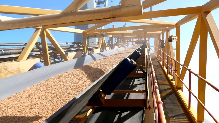 A conveyor belt moves chickpeas up a ramp, enclosed in yellow scaffolding.