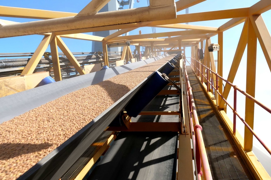 A conveyor belt moves chickpeas up a ramp, enclosed in yellow scaffolding.