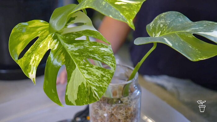 Indoor plant growing in glass jar
