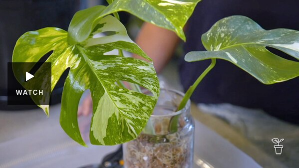 Indoor plant growing in glass jar. Has Video