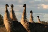 Should we add emus to our diet?
