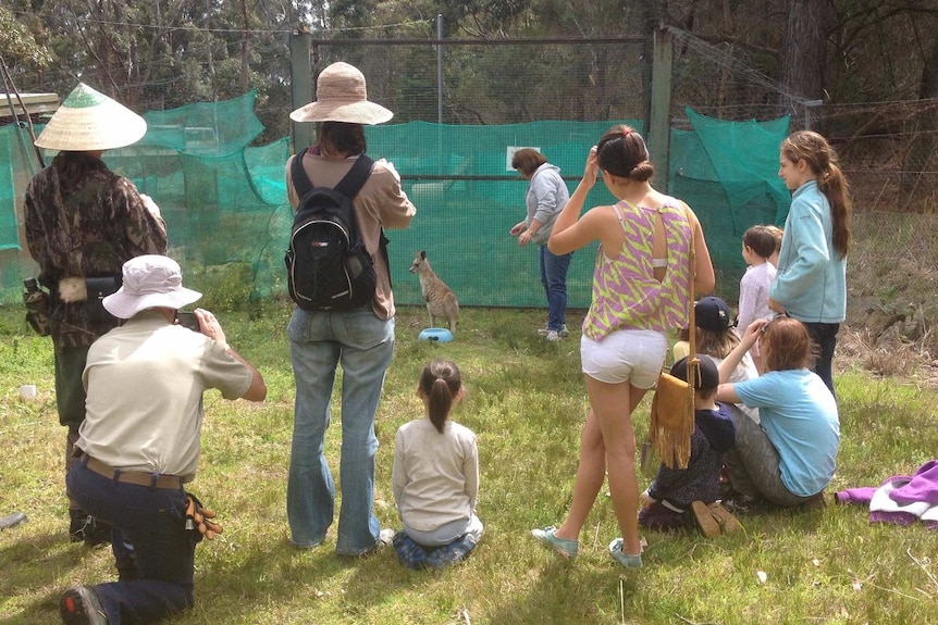 Volunteers with the Duffy's Forest Residents Association crowd around a kangaroo during a wildlife talk.