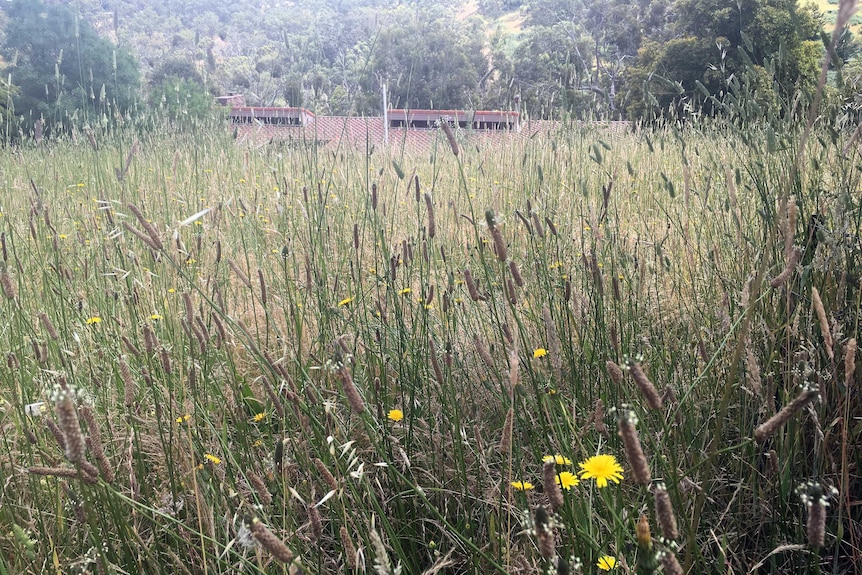 High grass at an Adelaide Hill's property.