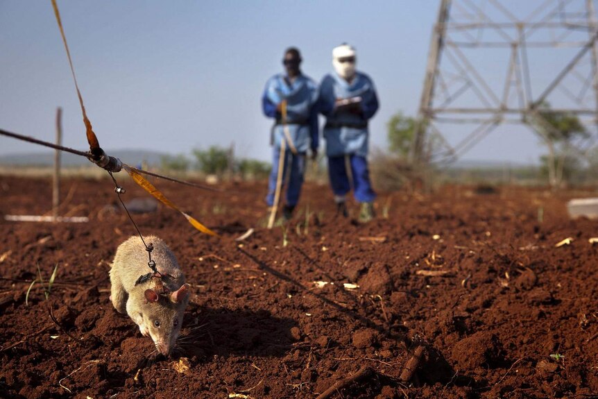 A HeroRat in the field detecting landmines
