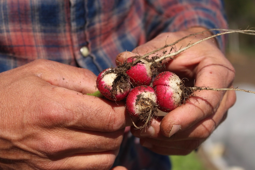 A close-up of his hand holding a small bunch of tiny radishes