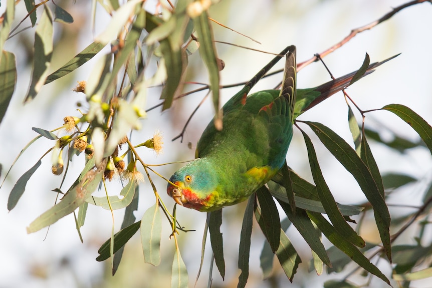 Green and yellow parrot with mottled red neck. 