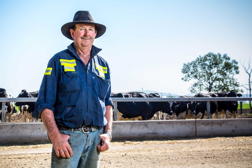 John Redgrove stands in front of a yard of dairy cattle.