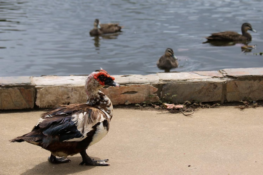 A domestic duck walks past native ducks swimming in a lake.