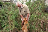 A farmer and his dog play among tall green shoots of tomato plants.
